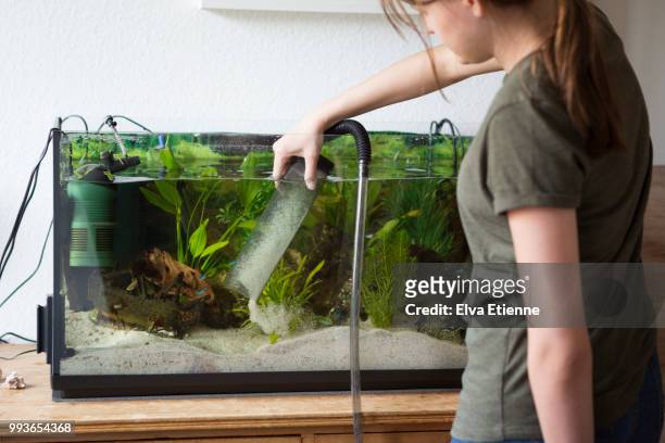 teenage girl cleaning sand in a home aquarium with a siphon pump - home aquarium photos et images de collection
