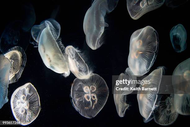 those amazing jellyfish - daphnia stock pictures, royalty-free photos & images