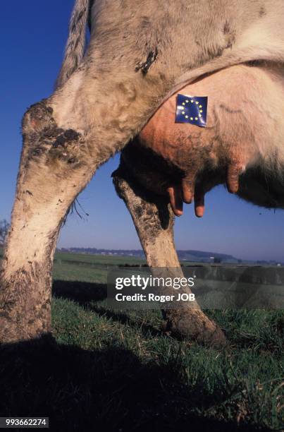 Drapeau de la communauté européenne sur une vache en février 1989 en Belgique.