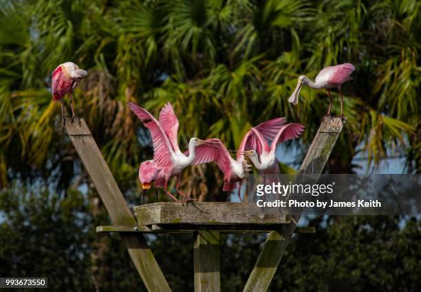 a group of roseate spoonbills fuss about space on a crowded nesting platform. - wellington florida stock-fotos und bilder