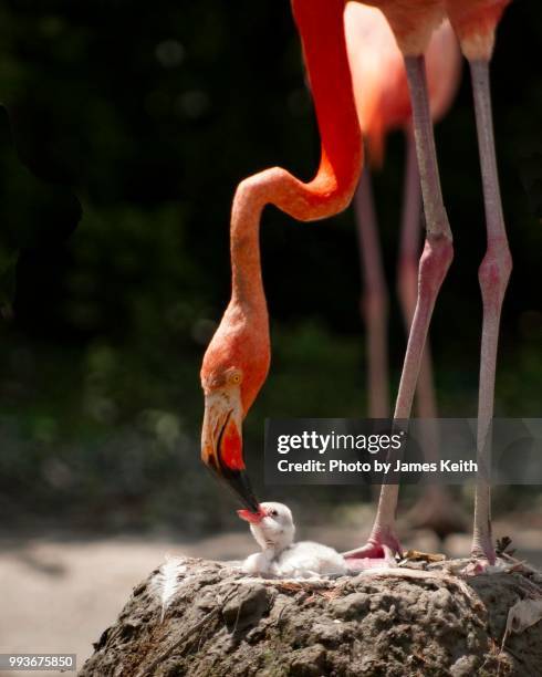 a flamingo tends to its chick on a nest built on a mound of mud. - tierhals stock-fotos und bilder