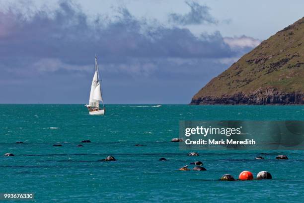 mussel farm in akaroa harbour - akaroa stock pictures, royalty-free photos & images