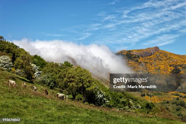 dairy cattle grazing on hills above akaroa - akaroa stock-fotos und bilder