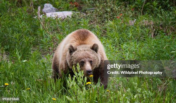 grizz the vegetarian - grizz stock pictures, royalty-free photos & images