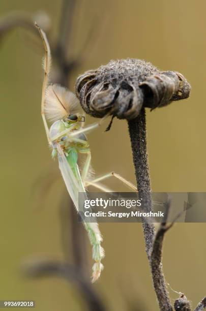 Gnut Insect Gnat Insect Photos and Premium High Res Pictures - Getty Images
