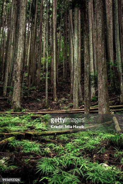 kyoto forest - mia woods stock pictures, royalty-free photos & images