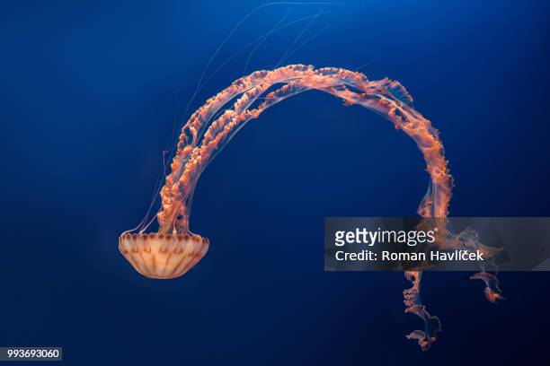black sea nettle at monterey bay aquarium - chrysaora - fotografias e filmes do acervo