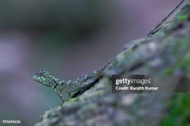 Calotes Rouxii 188 Calotes Stock Photos, High-Res Pictures, and Images - Getty Images