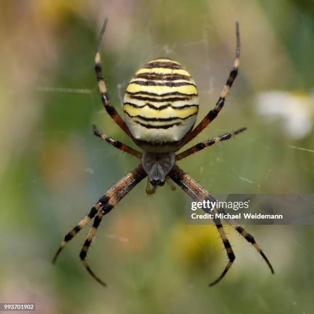 wespenspinne - orb weaver spider stock pictures, royalty-free photos & images