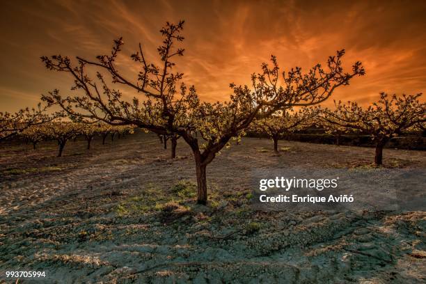 el almendro - almendro stock pictures, royalty-free photos & images