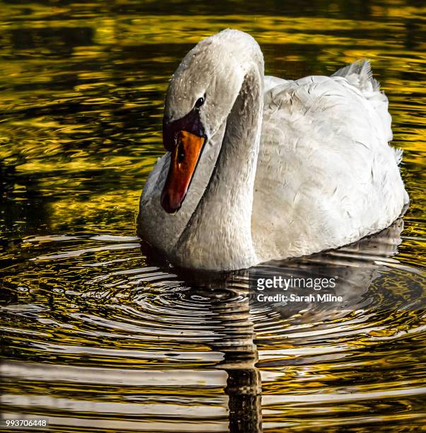 swan on the golden waters - milne stockfoto's en -beelden