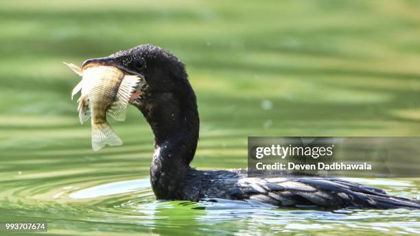 21642567230.jpg - roodhalsfuut stockfoto's en -beelden