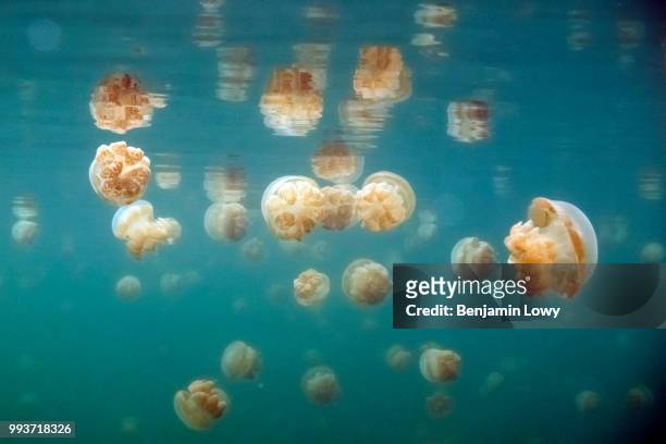 jellyfish lake, palau - palau bildbanksfoton och bilder