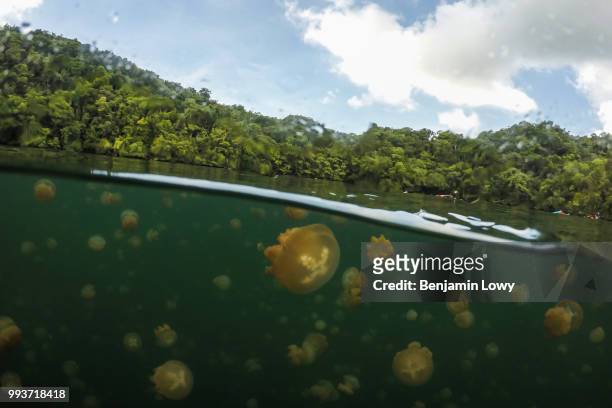 jellyfish lake, palau - palau stock pictures, royalty-free photos & images