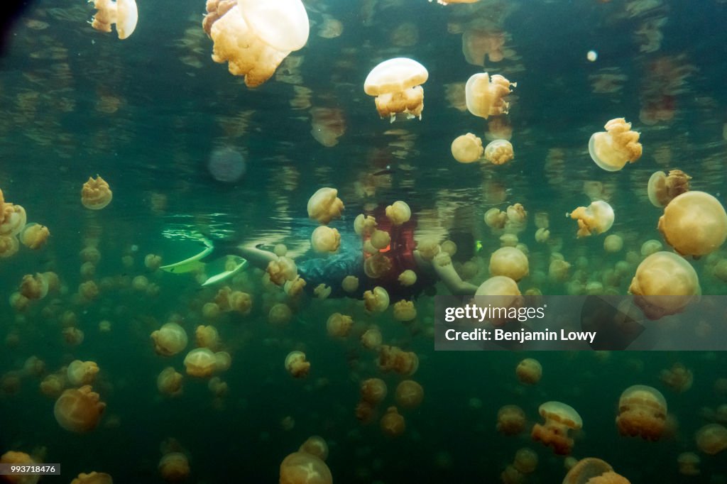 Jellyfish Lake, Palau