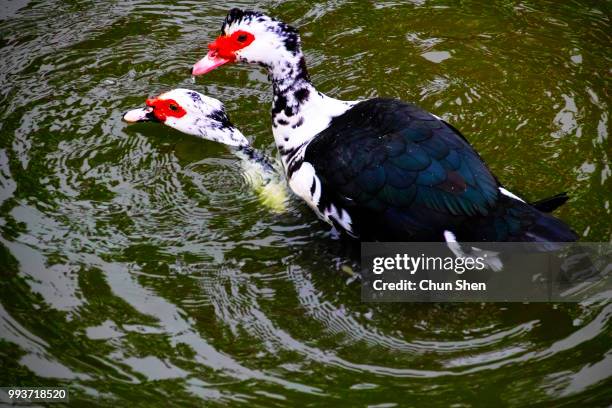 double happiness - muscovy duck stock pictures, royalty-free photos & images