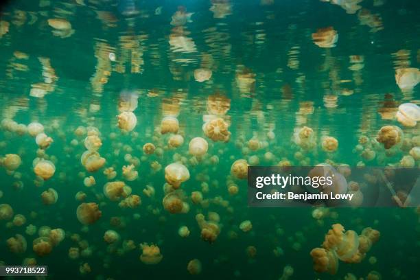 Jellyfish Lake, Palau