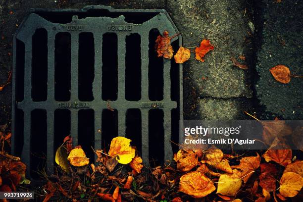 grate and autumn leaves. - rinnstein stock-fotos und bilder