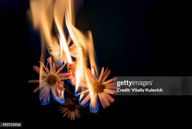 Flower Rife 1,000 Singed Flowers Stock Photos, High-Res Pictures, and Images ...