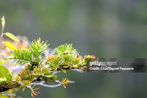 coniferous - coniferous stock pictures, royalty-free photos & images