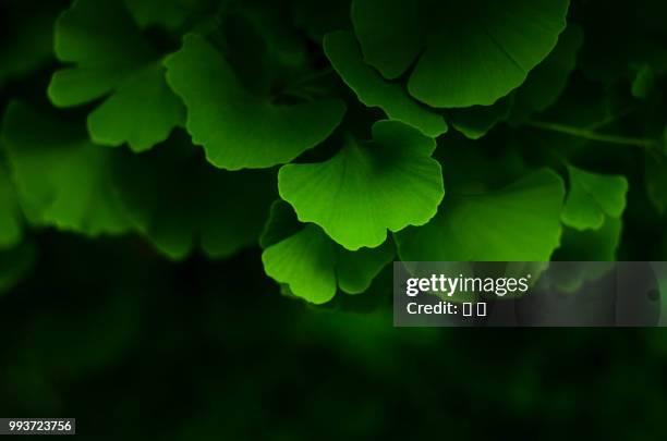 gingko - ginkgo stock pictures, royalty-free photos & images