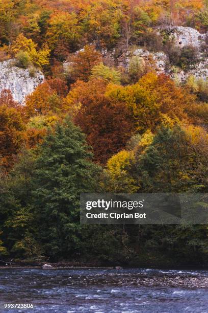 autumn colors - ciprian foto e immagini stock
