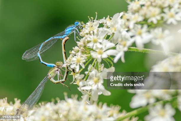 damselflies mating - mating stock pictures, royalty-free photos & images