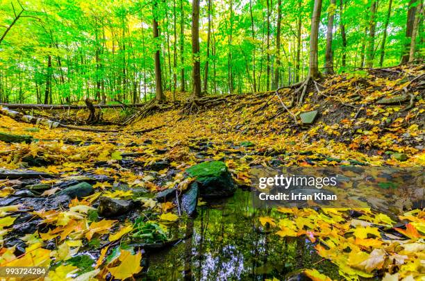 autumn-3 - irfan khan photos stock pictures, royalty-free photos & images