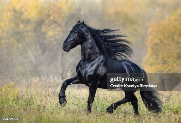 the black stallion of the friesian breed - stallion running stock pictures, royalty-free photos & images