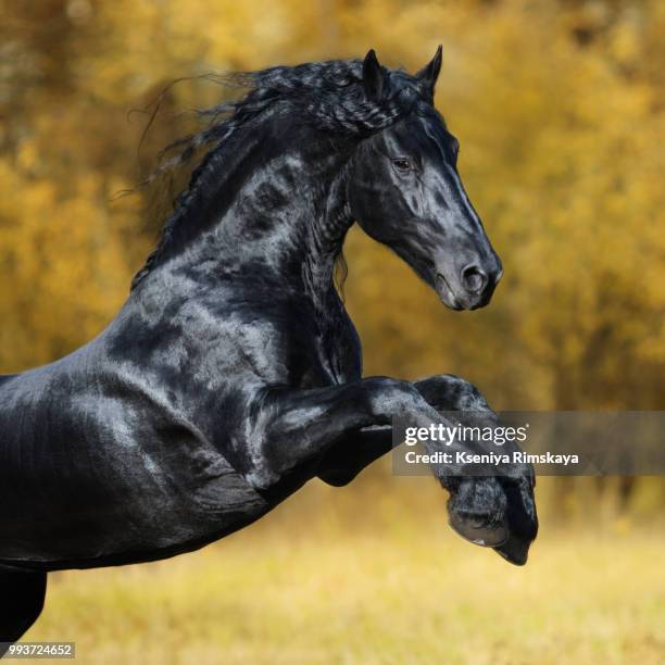 the black friesian horse - friesian horse stock pictures, royalty-free photos & images