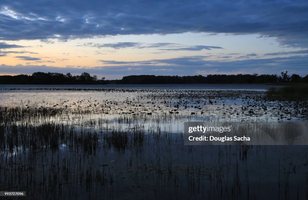 Wetlands at dusk