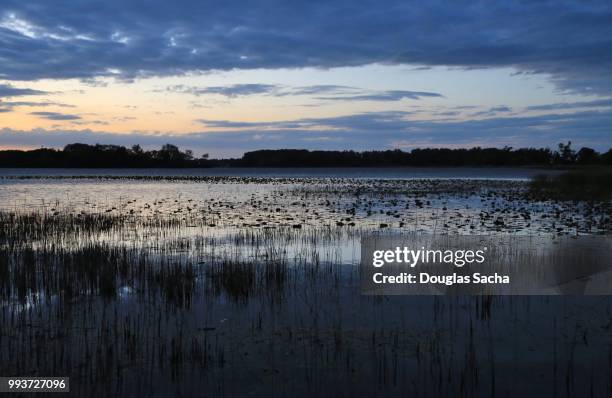 wetlands at dusk - pond life stock pictures, royalty-free photos & images
