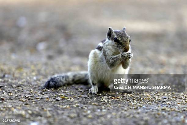 Squirrel eats at a garden in Ajmer, in the Indian state of Rajasthan, on July 08, 2018.