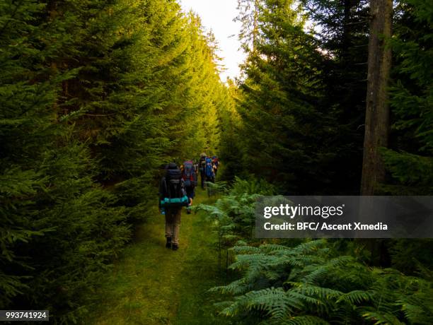 youth adventurers follow pathway through forest - follow through stock pictures, royalty-free photos & images