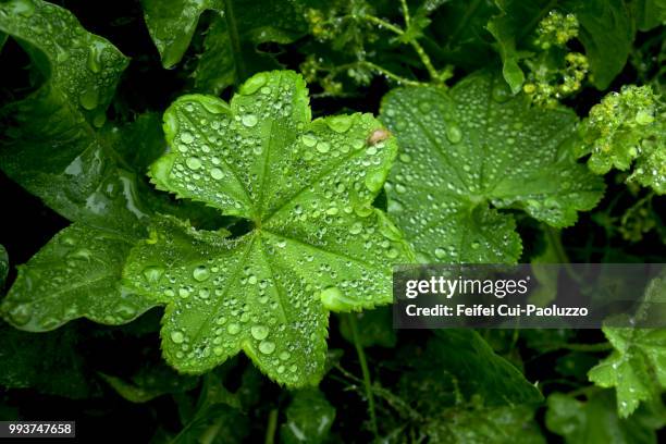 close-up of alchemilla xanthochlora leaf with water drops at gryllefjord, norway - pie de león fotografías e imágenes de stock