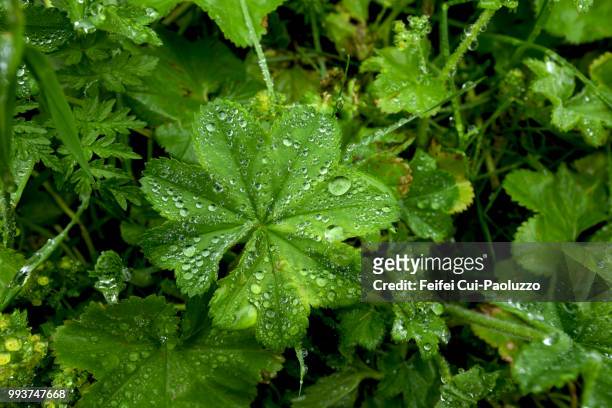 close-up of alchemilla xanthochlora leaf with water drops at gryllefjord, norway - pie de león fotografías e imágenes de stock