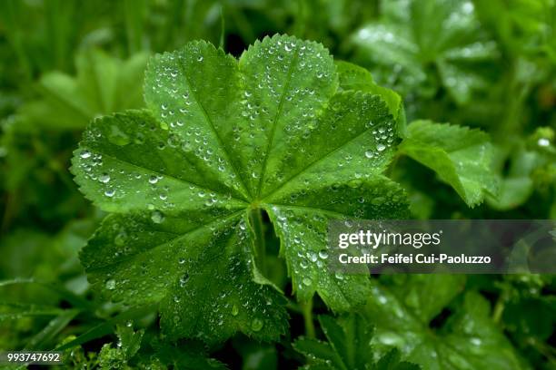 close-up of alchemilla xanthochlora leaf with water drops at gryllefjord, norway - ladys mantle stockfoto's en -beelden