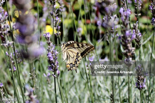 old world swallowtail, papilio machaon butterfly - old world swallowtail stock pictures, royalty-free photos & images