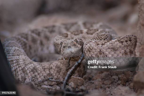 western diamondback rattlesnake - staub stock pictures, royalty-free photos & images