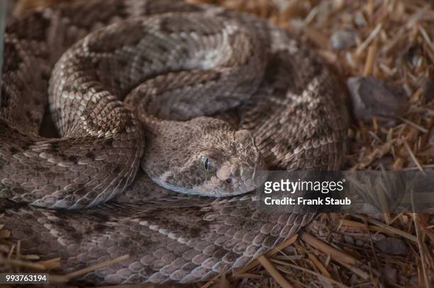 western diamondback rattlesnake - staub stockfoto's en -beelden