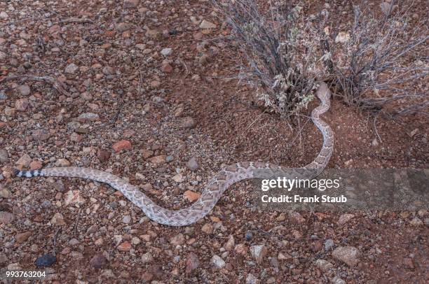 western diamondback rattlesnake - staub stockfoto's en -beelden