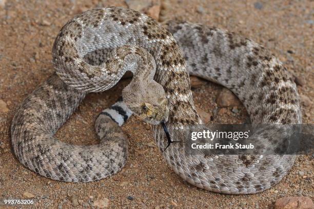 western diamondback rattlesnake - staub stockfoto's en -beelden