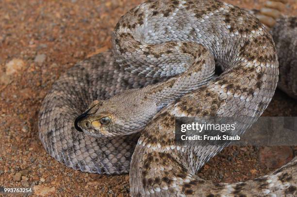 western diamondback rattlesnake - staub stockfoto's en -beelden