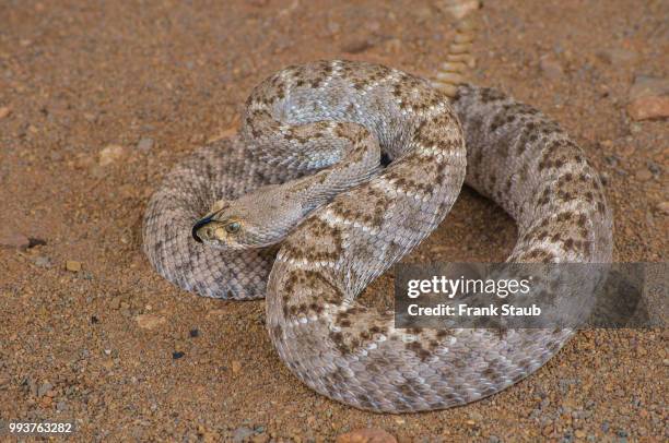 western diamondback rattlesnake - western diamondback rattlesnake stock pictures, royalty-free photos & images