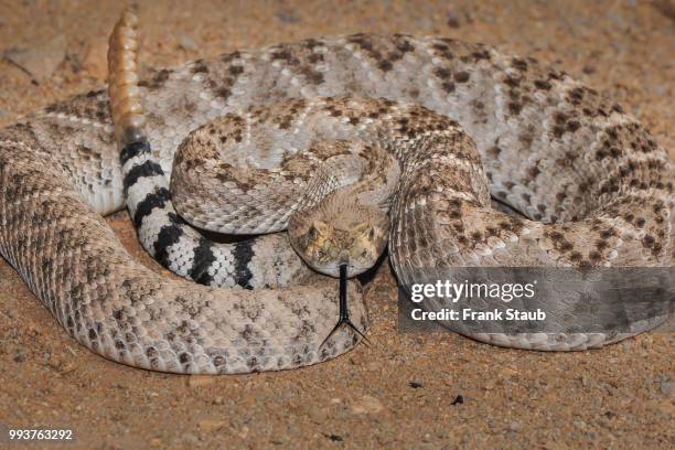 western diamondback rattlesnake - staub stockfoto's en -beelden