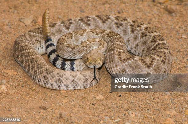 western diamondback rattlesnake - staub stockfoto's en -beelden