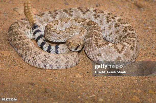 western diamondback rattlesnake - staub stockfoto's en -beelden