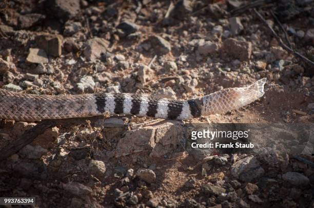 western diamondback rattlesnake old skin. - staub stockfoto's en -beelden