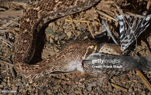 western diamondback rattlesnake - staub stockfoto's en -beelden