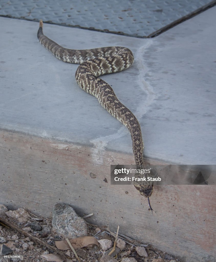 Western Diamondback Rattlesnake